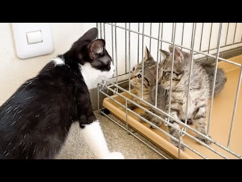 新しい子猫に気づいた子猫