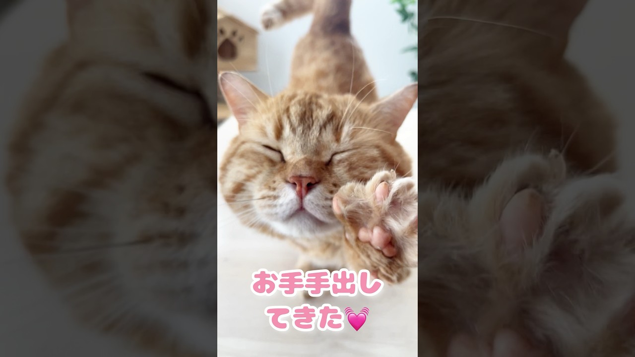 猫の『おててないない』を撮影しようと思ったら... #shorts