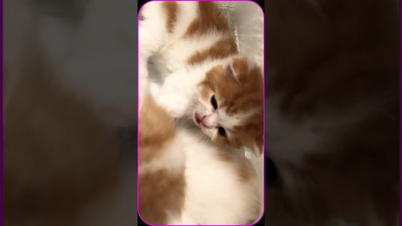 スコティッシュ赤ちゃん生後２２日目🐱🍼 #cat #スコティッシュフォールド #スコティッシュ子猫 #ねこの妊娠 #マリオ #スコティッシュ #子猫 #ねこ #猫 #夫婦