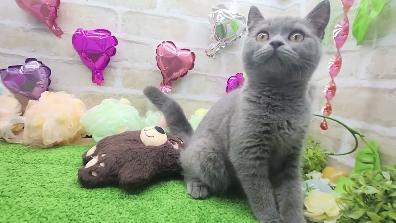 ブリティッシュショートヘアー(ブルー)