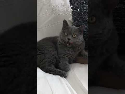 食後はソファでくつろぐ猫です😲！#shorts #セルカークレックス #猫 #cat