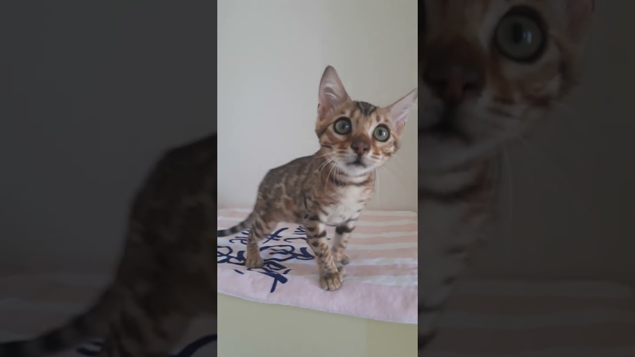 ベンガル 明るいロゼットが綺麗な男の子です！