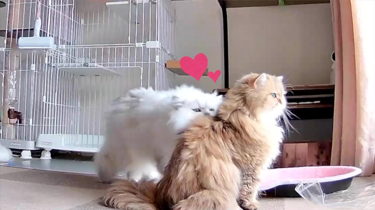 【ペルシャ猫】暑いけどひっつきたいの‼️不器用なぎんちゃん❣️仲良し通り越してラブラブへ‼️レッツゴー💨
