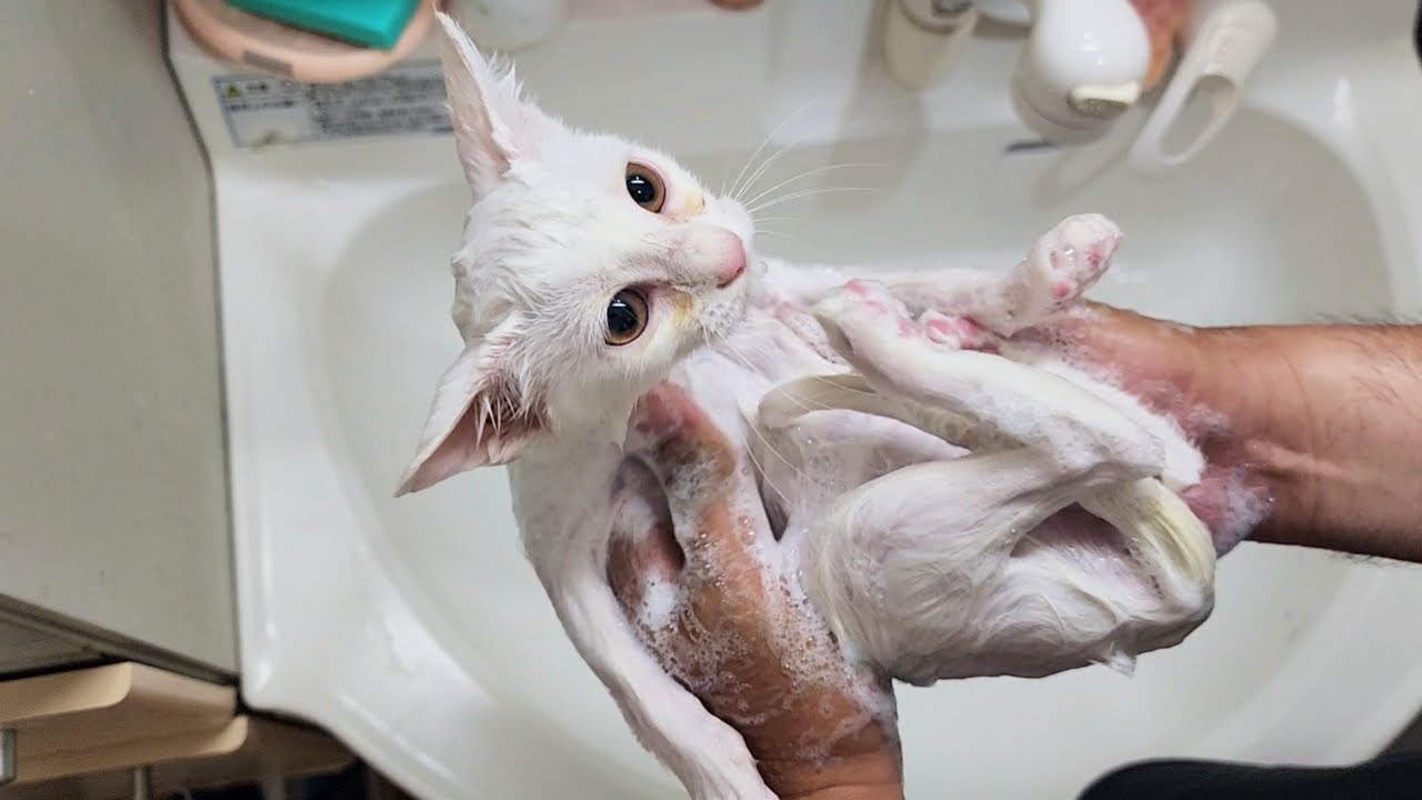 【保護子猫】バサバサな毛並みの子猫をキレイにシャンプーしました。I shampooed my kitten.