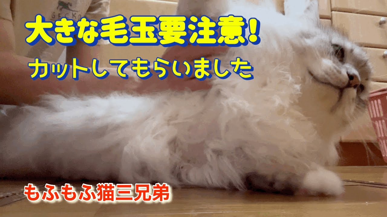 気づいたら大きな毛玉が！！　キレイにカットしてもらいました…ラガマフィン猫（ノア君）