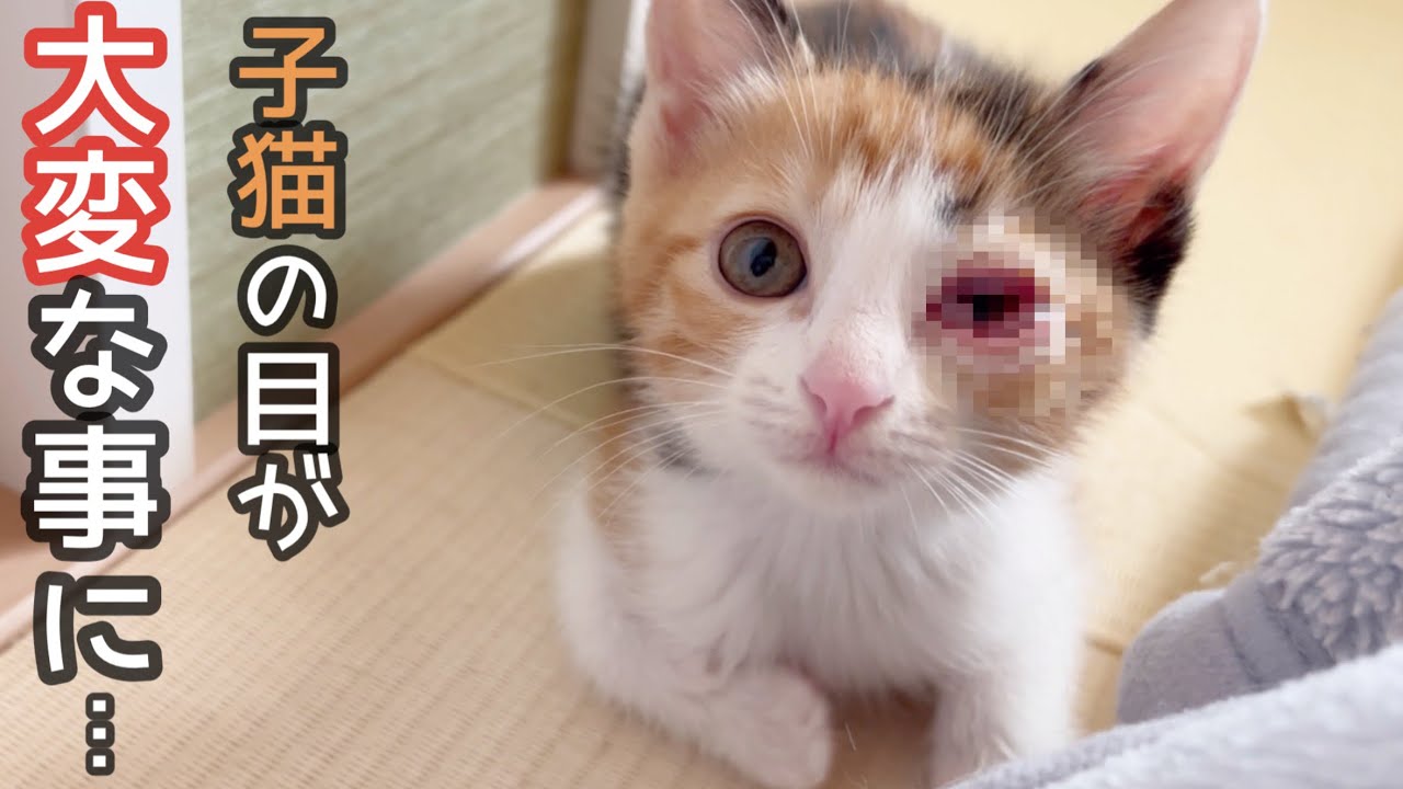 子猫の目がパンパンに腫れ、ご飯も食べないし「もうダメかも…」と覚悟しましたが、ママの懸命な看病で復活しました！