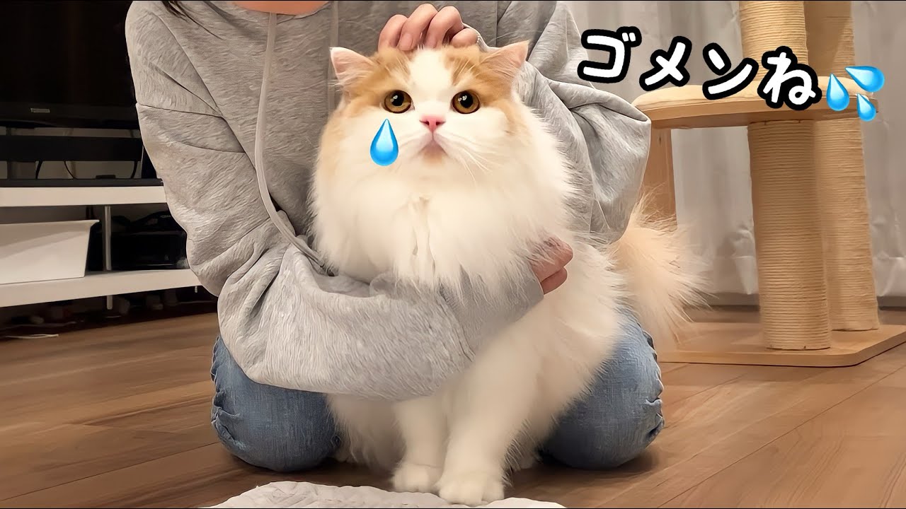 いじけた猫を抱きしめたら反応が可愛すぎました...!