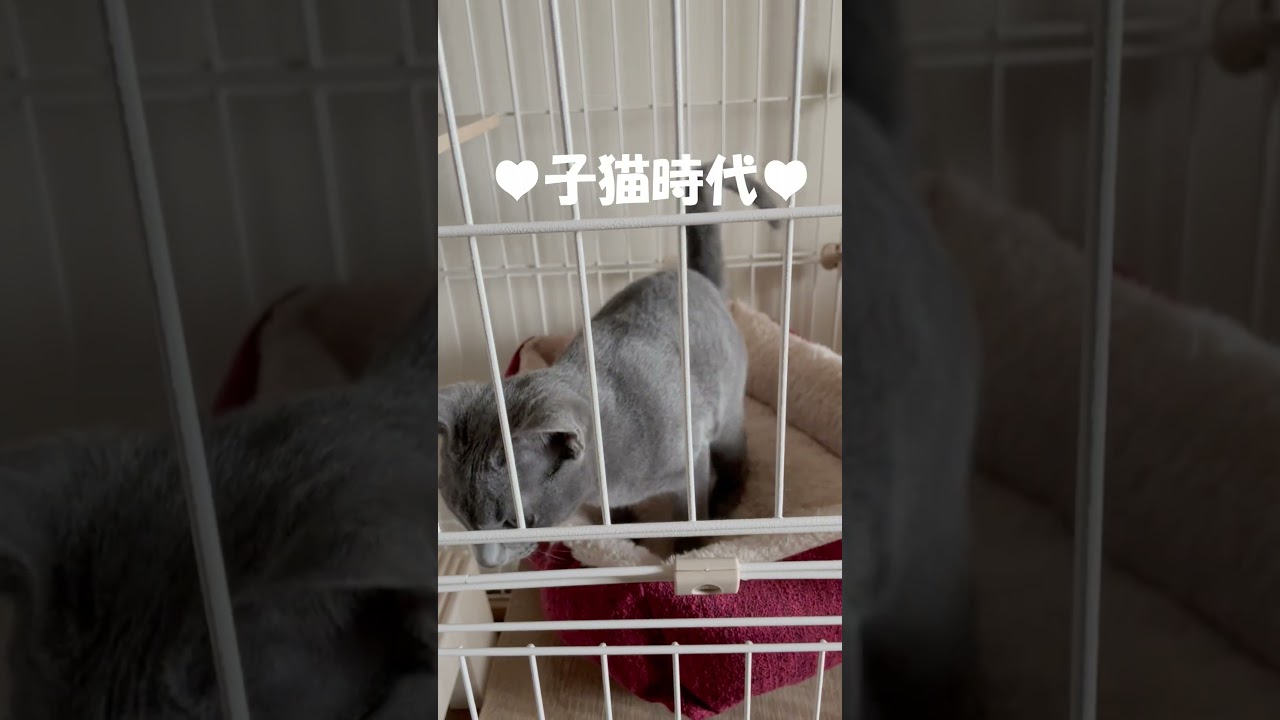 猫ちゃんは大きくなっていくと鳴かなくなっていくの　なぁぜなぁぜ？#shorts #猫 #ロシアンブルー