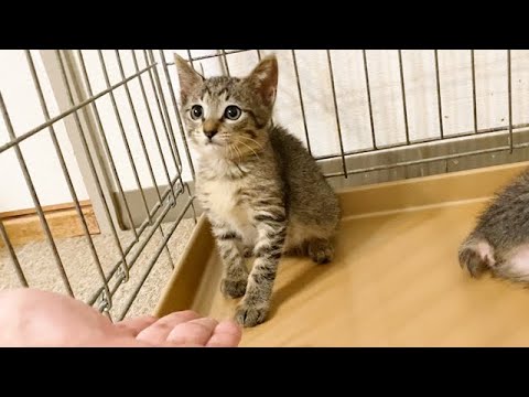 保護2日目、不安そうな子猫の行動