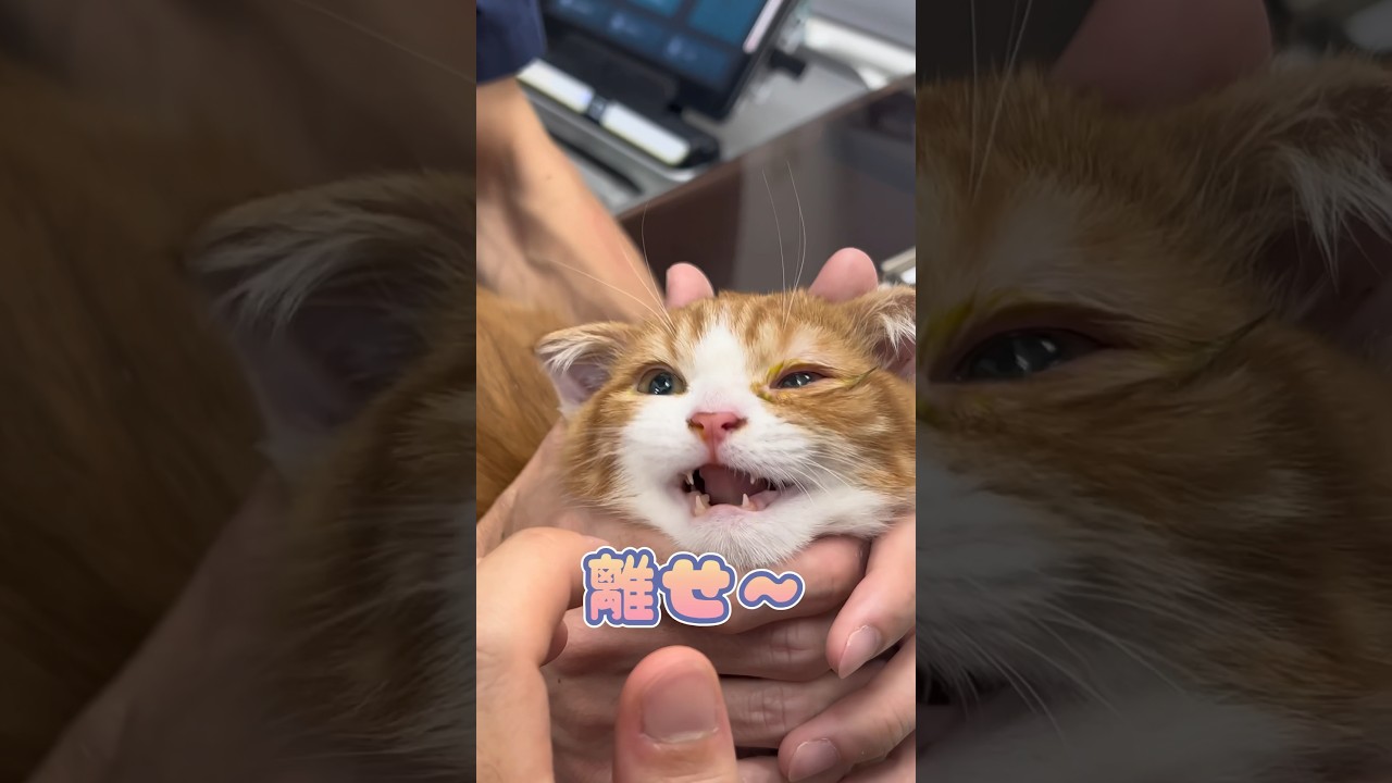 目の検査を我慢する子猫マンチカン