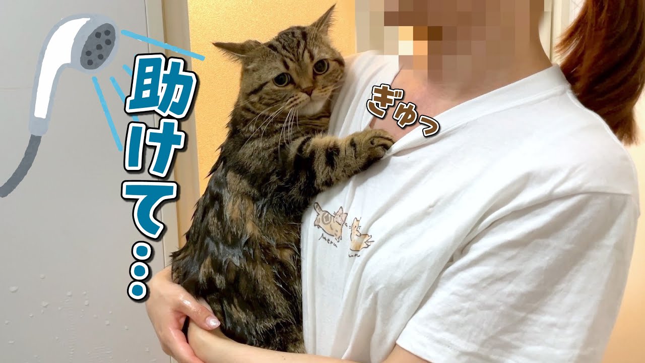 久しぶりのシャンプーが怖すぎてママから離れない猫が可愛すぎる！