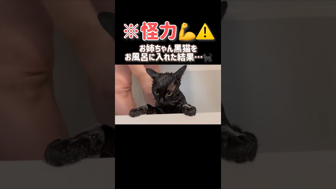 【怪力💪💥】あまえんぼ黒猫をお風呂に入れた結果…💦