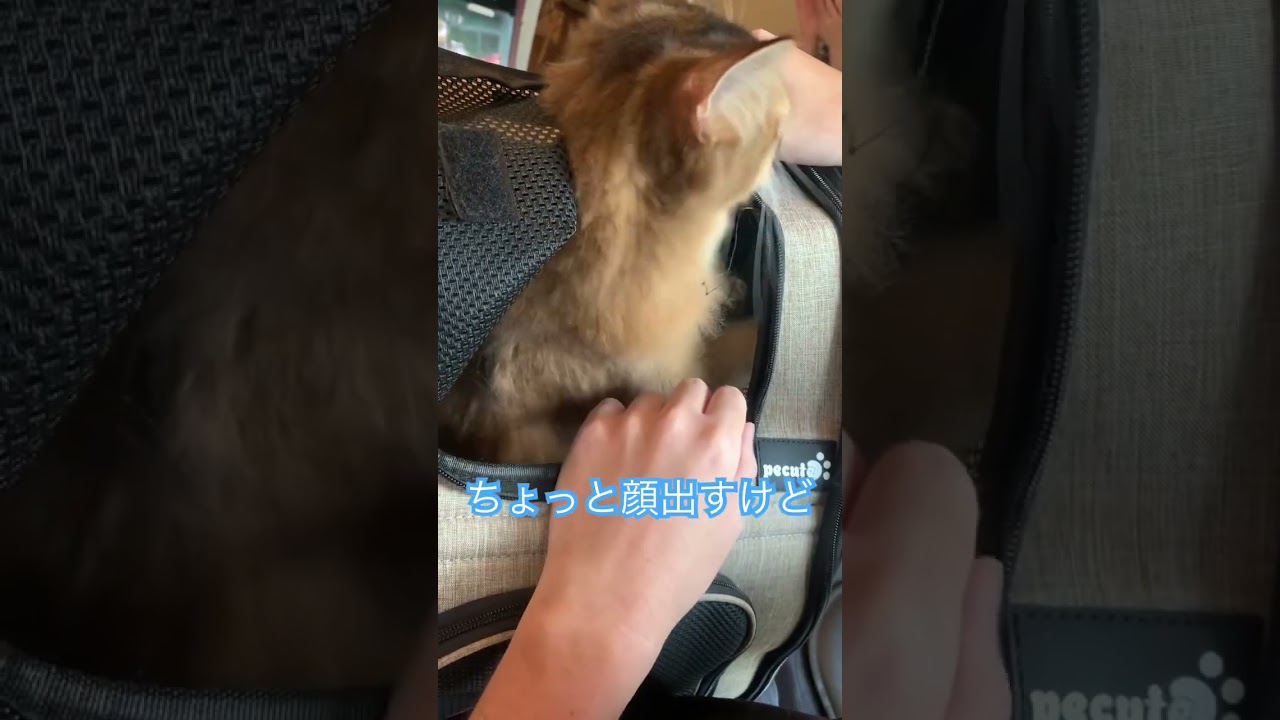 家ではやりたい放題の猫、外では人見知り😂 #ソマリ #いやしねこ #しっぽ吸い