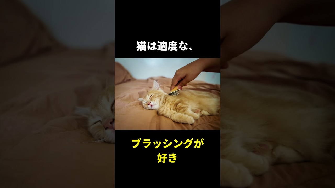 【猫の好き集】愛される飼い主になる秘訣！