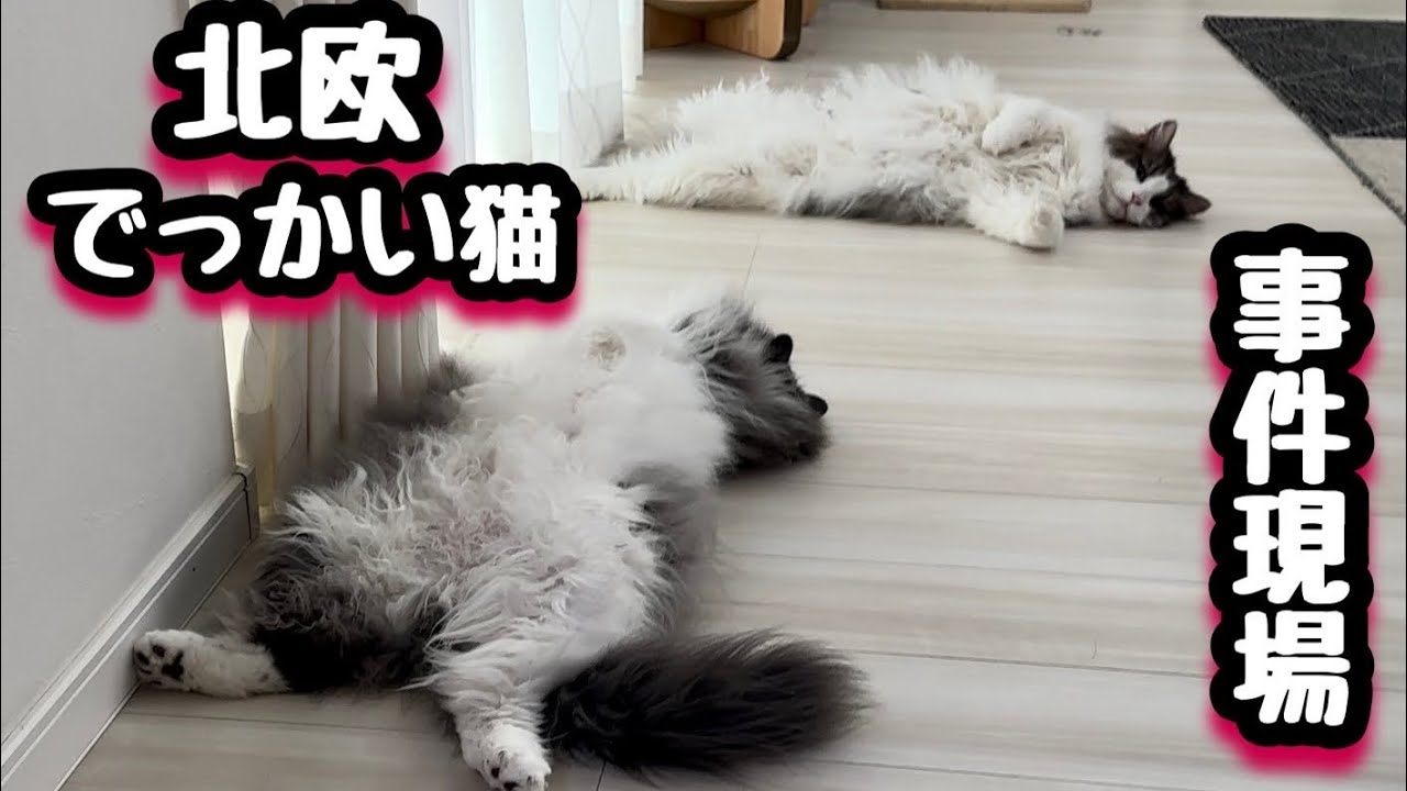 事件現場か⁉️北欧でっかい猫が落ちている