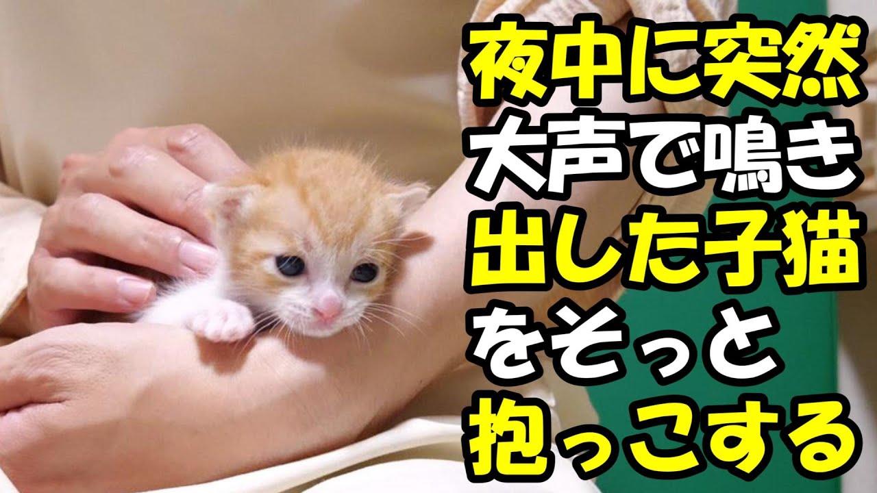 夜中に突然、ママの事を思い出して鳴きだす子猫【赤ちゃん猫　保護猫】