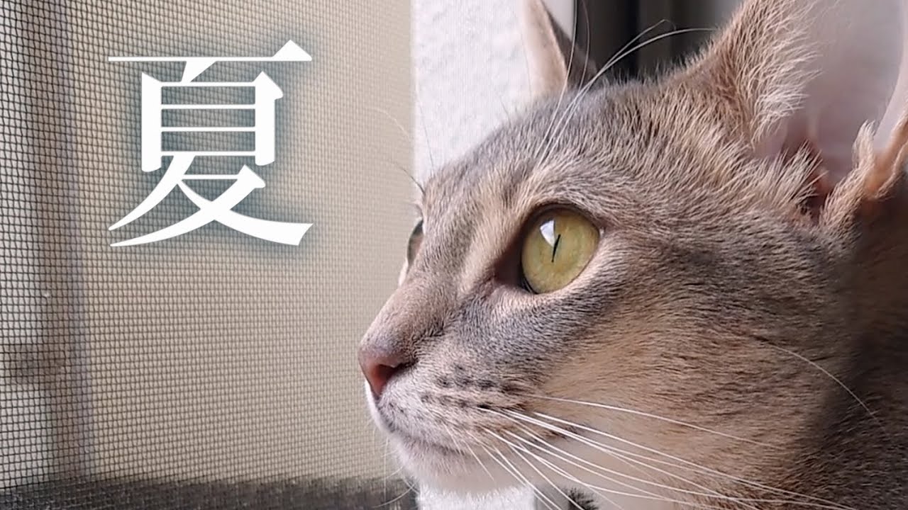 【猫動画】アビシニアン、夏の風物詩