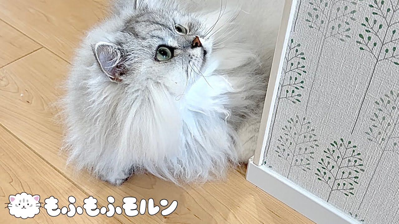 猫がとある問題を発見しました 【サイベリアン】