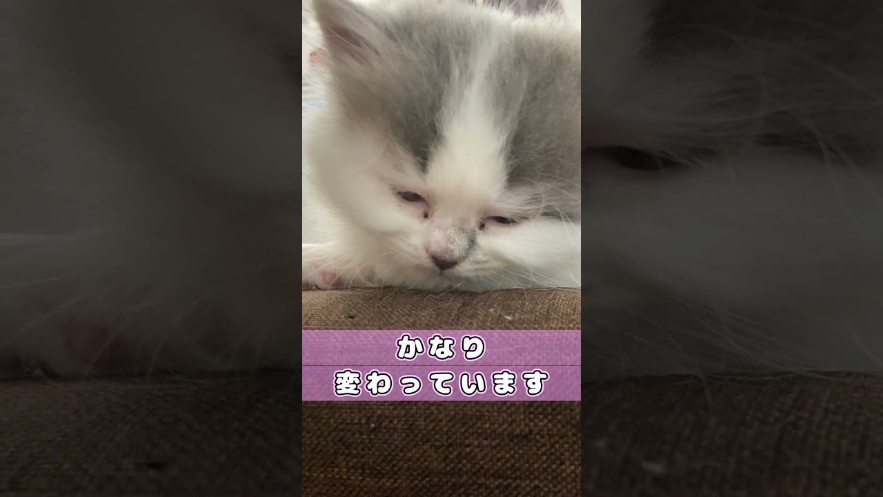 【アハ体験　子猫ver】 #shorts　#ラガマフィン　#子猫