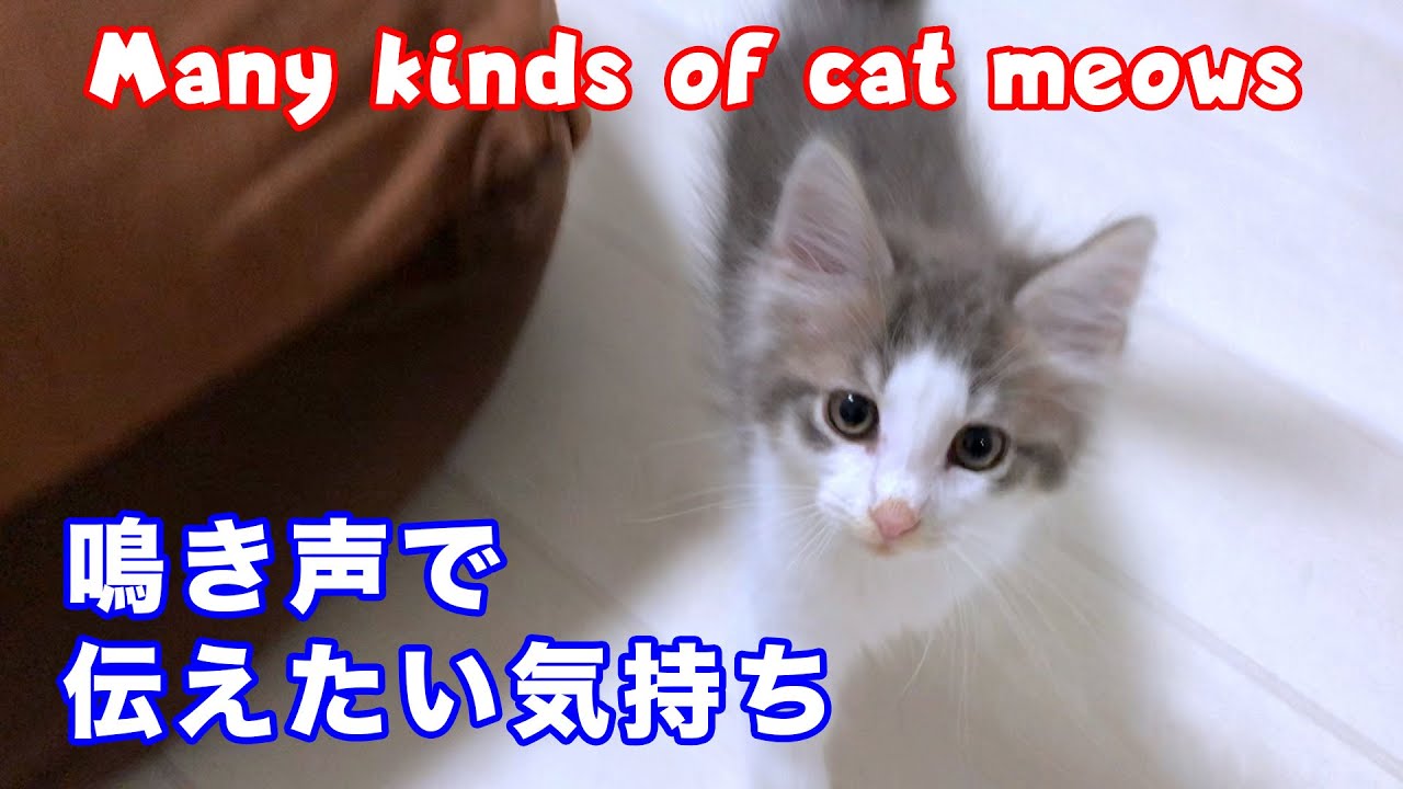 【ノルウェージャンフォレストキャットの魅力】意味別！！鳴き声全集【驚異のコミュ力３】/Many kinds of cat meows.