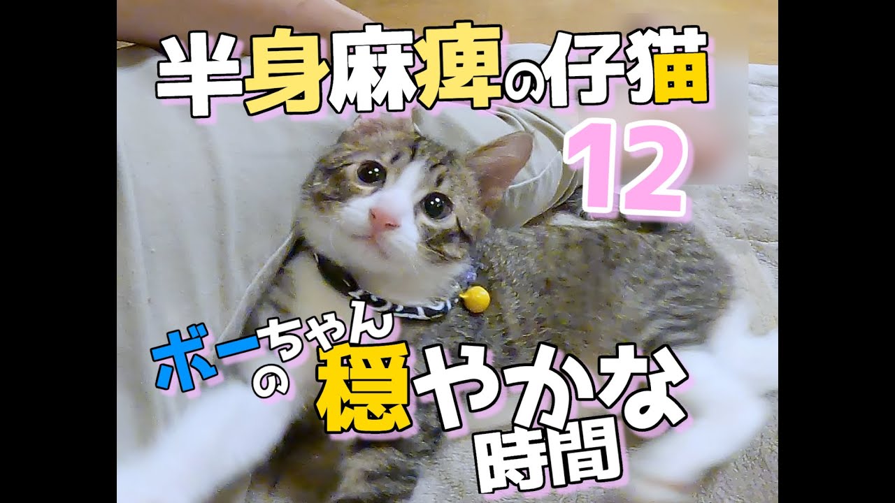 【畑に捨てられた子猫のその後】ボーちゃんが歩けるようになるまでの軌跡12