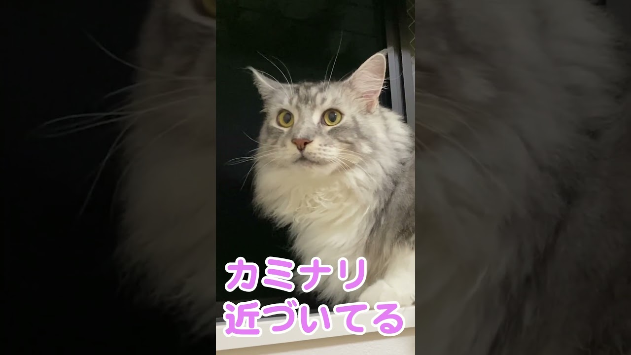 雷鳴を聞いたときの大型猫の反応#メインクーンのオス #shorts