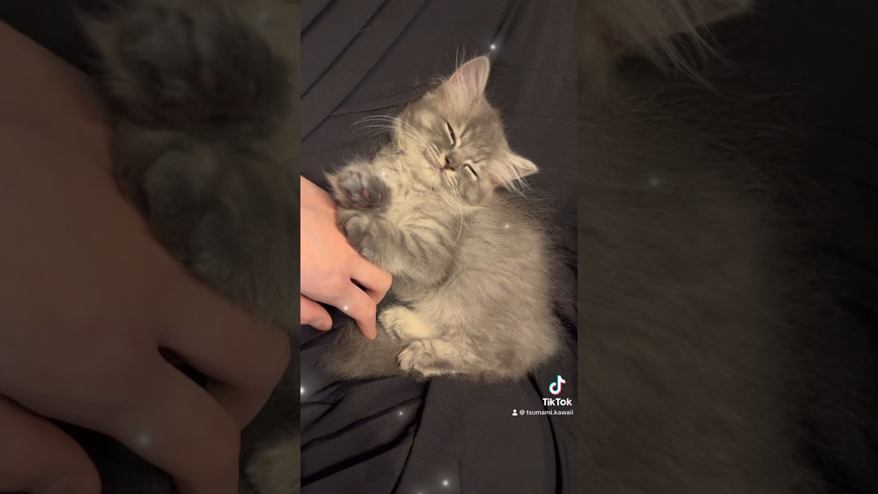 甘えん坊のふわふわ赤ちゃん♡ #子猫 #おすすめ #猫 #かわいい #つまみちゃん #ラガマフィン #cat #ねこのいる生活 #shorts