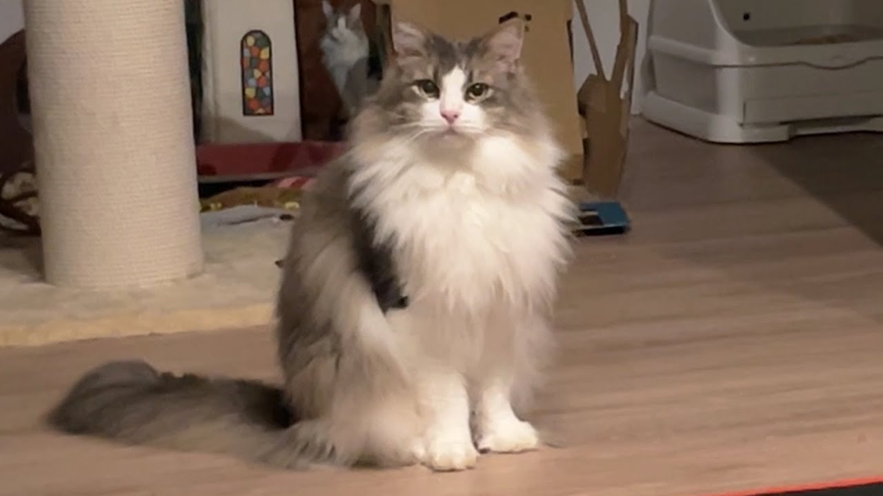 負け猫の遠吠えをする猫 ノルウェージャンフォレストキャット