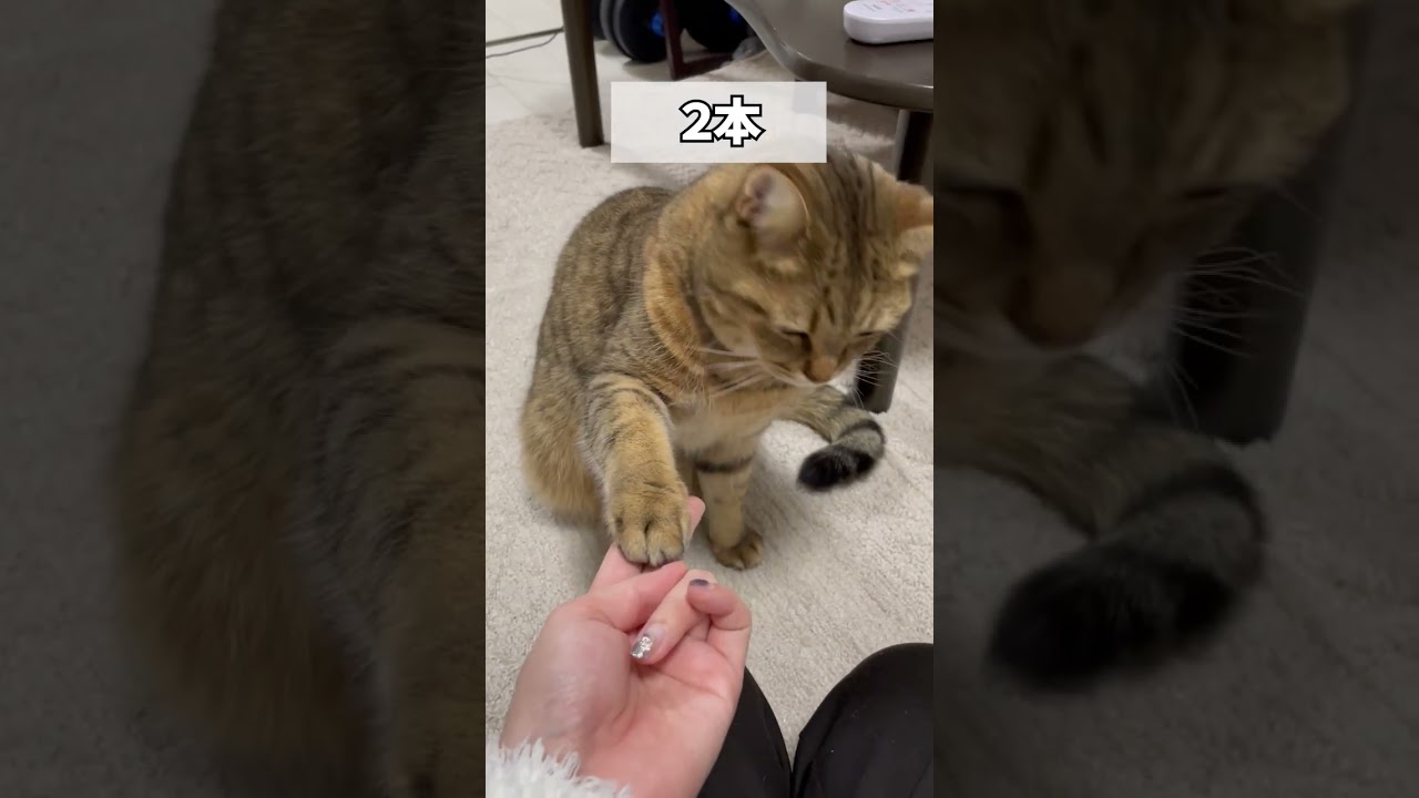 猫にお手の指の数を1本ずつ減らしてみたら…　#shorts