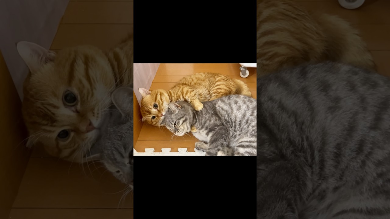 お昼寝を起こされたのを思い出したらイライラしてきたぽちゃくん #shorts