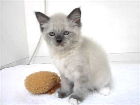 バーマン♂BlueP10 12