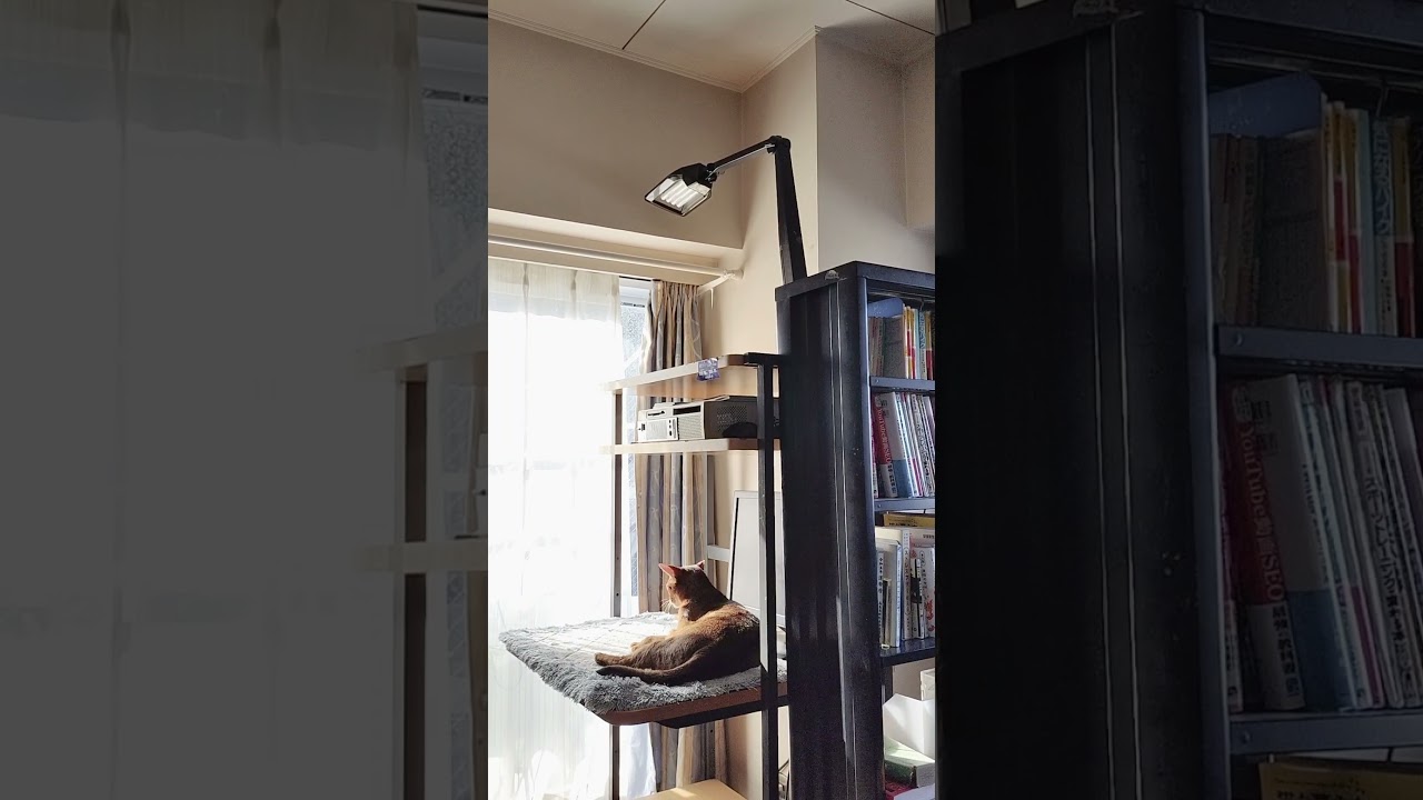 ネコ動画あび＃1786　#shorts　あびの毎日　アビシニアン　あび