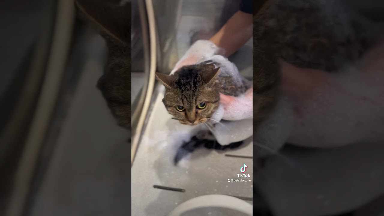 セルカークレックスのくるみちゃんが来てくれました　京都市南区　ペットサロンみぃ〜