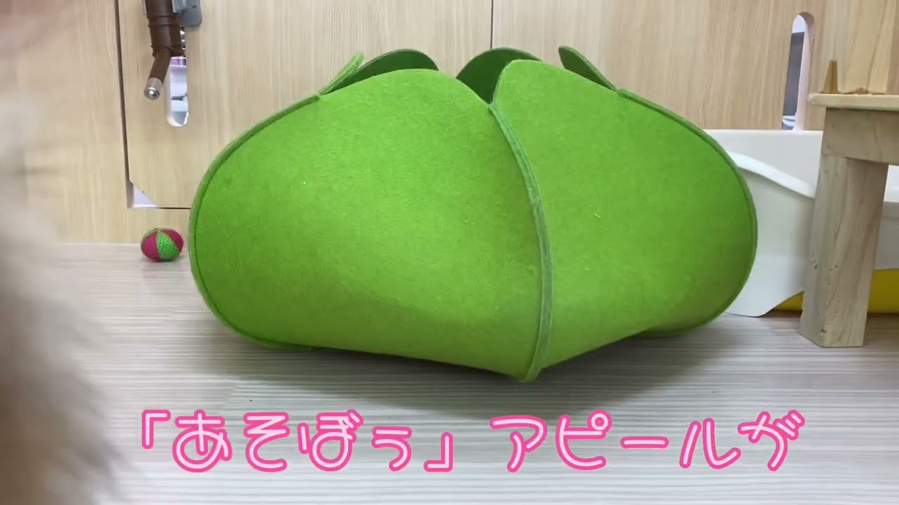 2023.7.15スリスリが止まらない、甘えん坊なソマリ♡