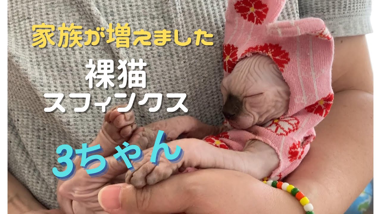 スフィンクスの子猫が家にやって来ました