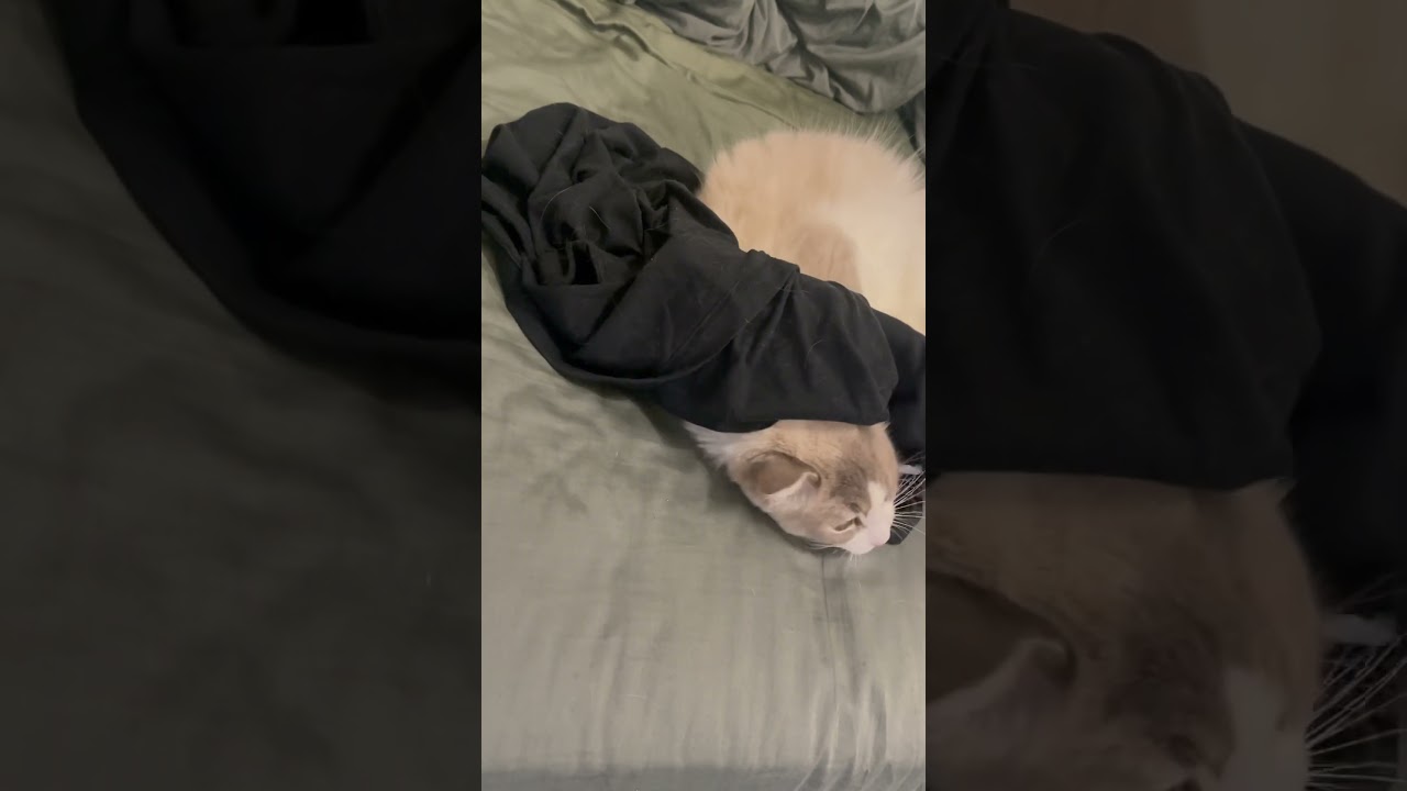 脱いだ服大好き #ラグドール #ねこ #猫