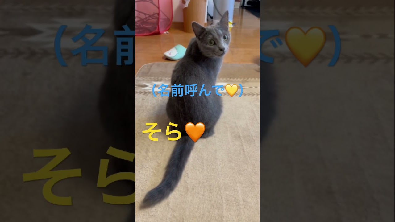 自分の名前を呼んで欲しい猫（ロシアンブルー）#shorts