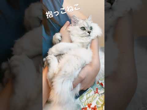 飼い主にぎゅっと抱きついて離れない猫 #shorts #猫 #ペルシャ
