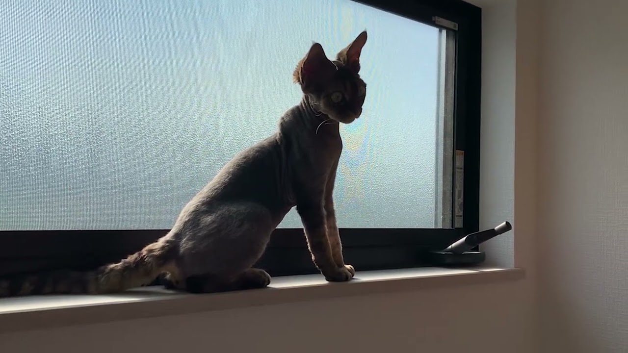 デボンレックス子猫は高い所が好きです(Devon Rex kitten likes to be at high places)