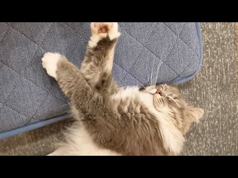 寝顔はかわいいけど寝相が悪すぎる猫【サイベリアンのラフィ】#shorts