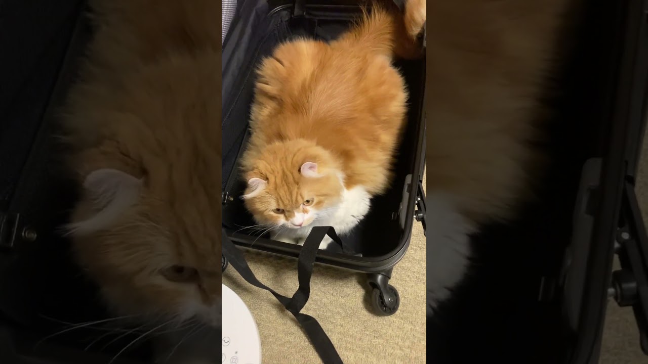 出かける準備をしていたら… #shorts  #猫 #アメリカンカール #cat