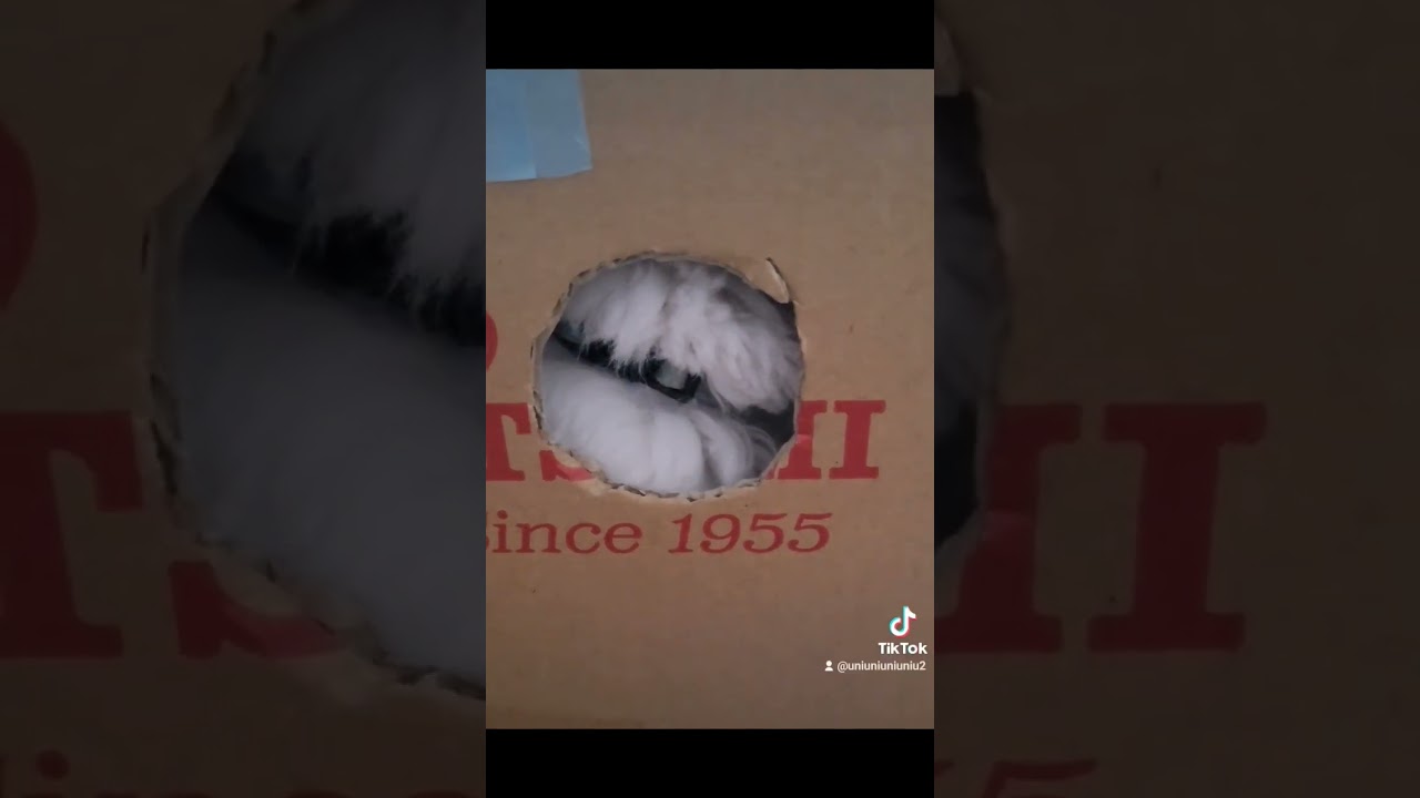 箱入り息子 #ラガマフィン #猫動画 #子猫 #cat #癒し