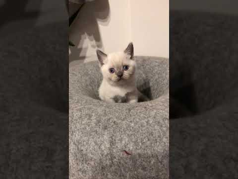 ブリティッシュショートヘア ブルーポイント（ふっくらボリュームのある毛質）の女の子。