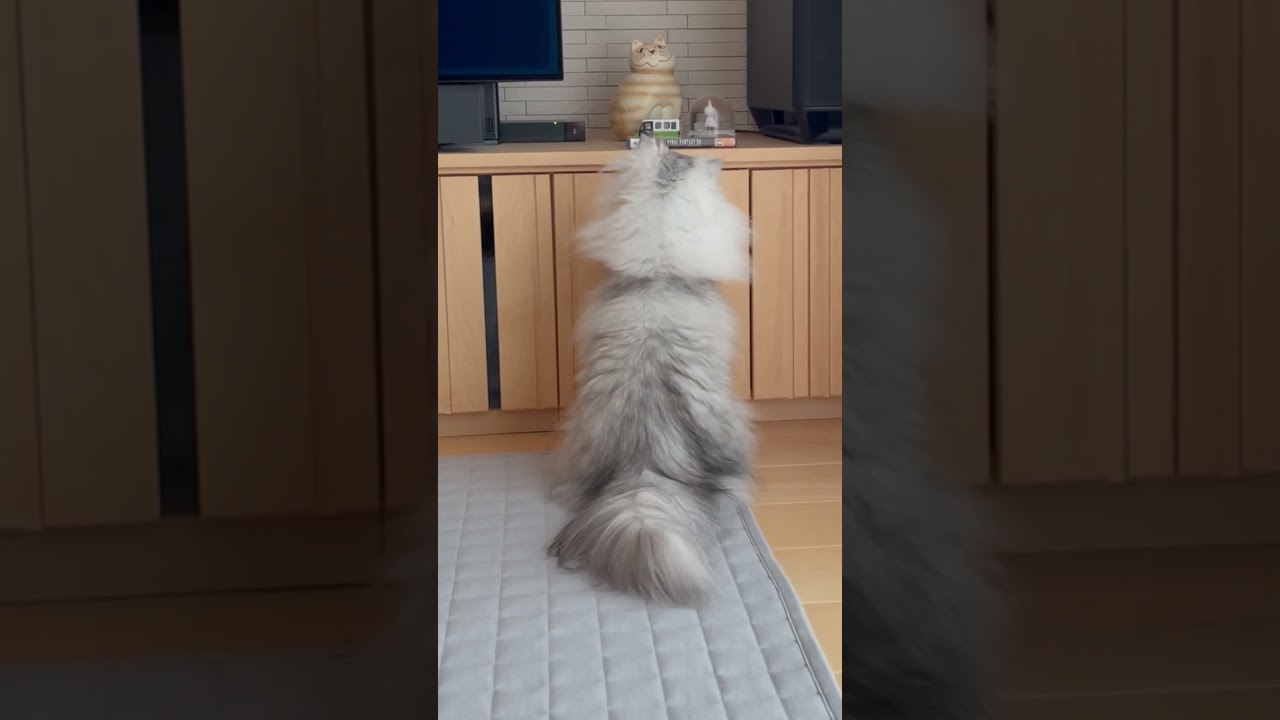 見慣れないゲームソフトを発見して爪研ぎを始める猫 【サイベリアン】 #Shorts