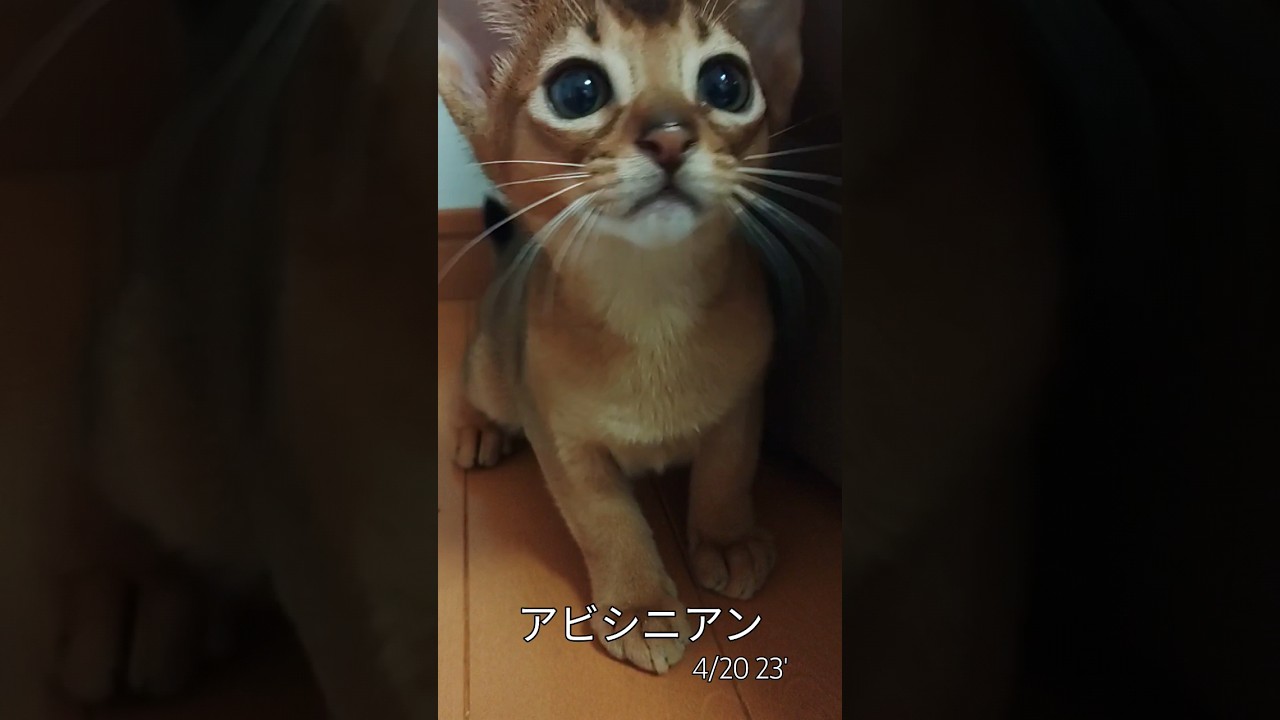 #ルンルン#アビシニアン