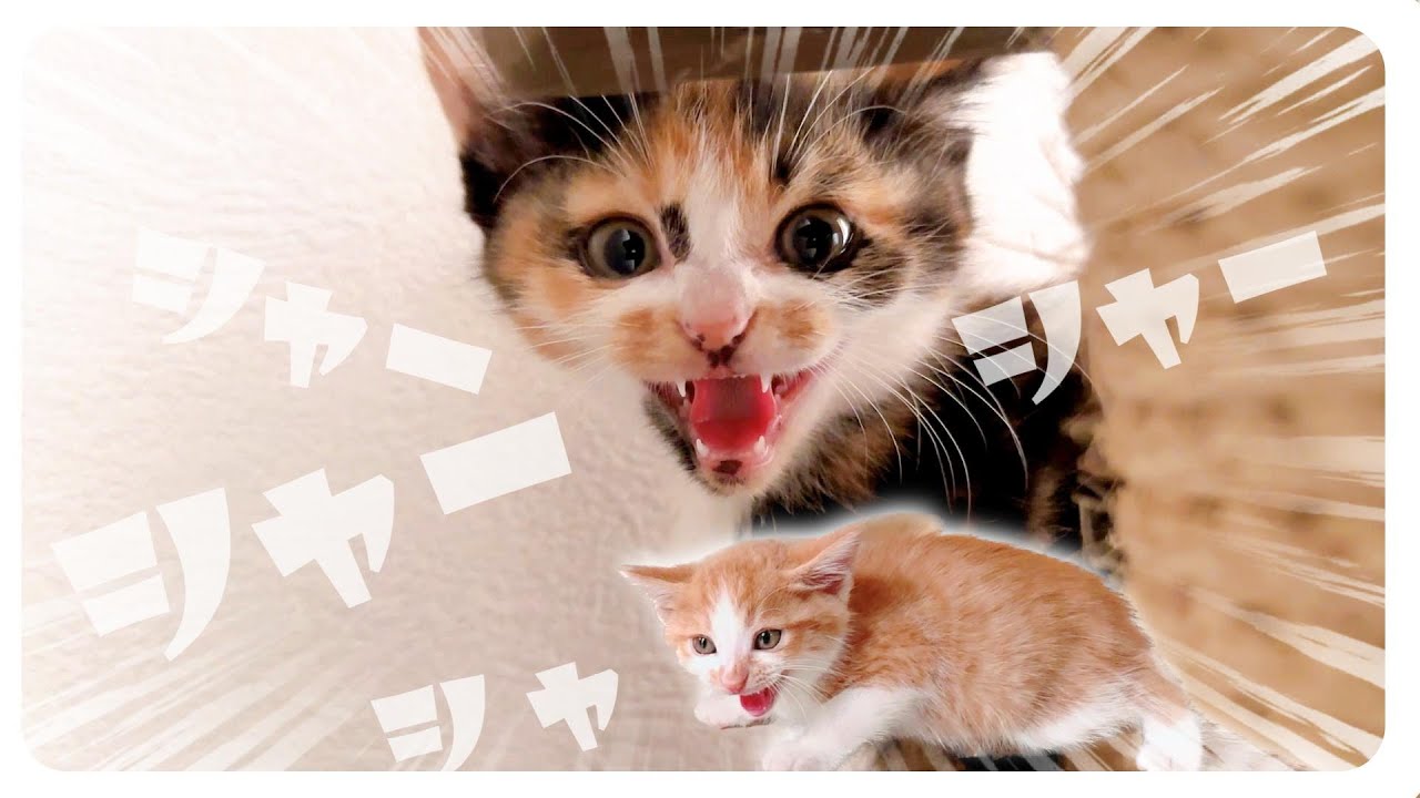 本日の子猫の「シャー！」おやつだシャー！食べ終わったシャー！タワーだシャー！LIVEだシャー！【保護猫生活12日目】