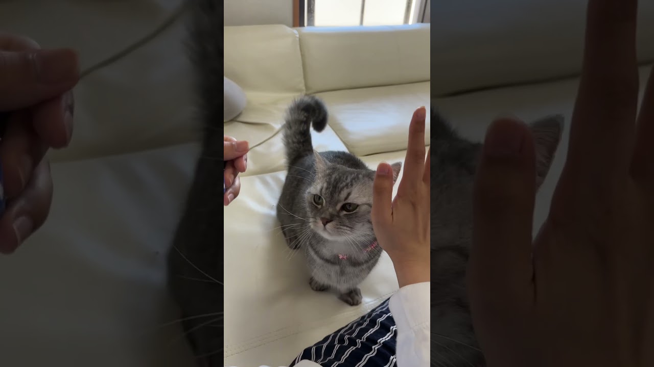 猫がタッチ出来るようになったよ😸 #猫 #マンチカン #cat #catlover #kitten #kitty #kittycat #munchkincat #cute