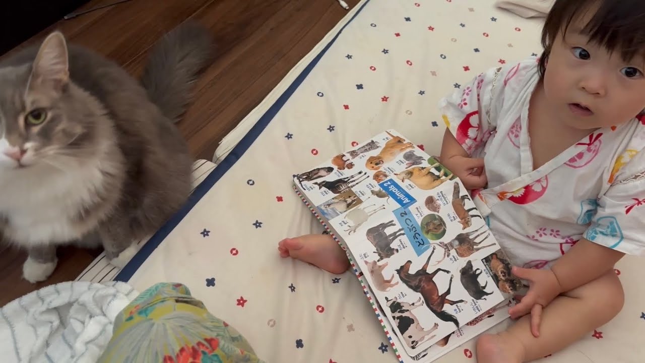 ライオンに間違われた猫　ノルウェージャンフォレストキャットA cat mistaken for a lion. Norwegian Forest Cat.
