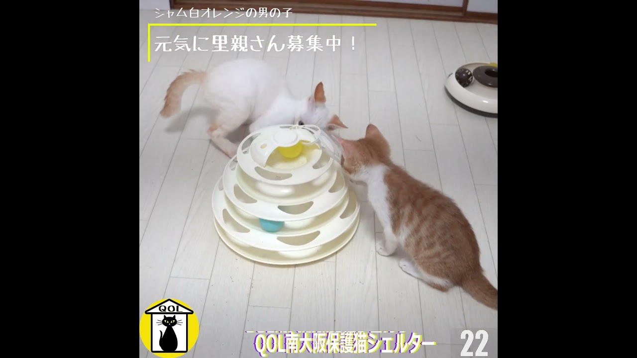 【QOL南大阪保護猫シェルター】シャム系白オレンジ男の子の里親さん募集中