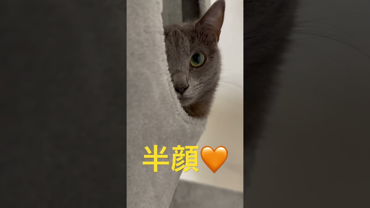 半顔で「こんにちは」な猫（ロシアンブルー）#shorts
